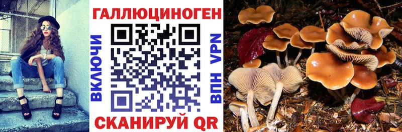 где продают   Арск  Псилоцибиновые грибы Magic Shrooms 